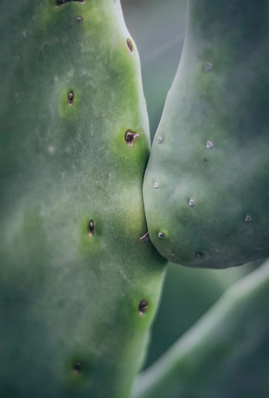 BRADLEY CACTUS